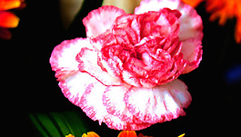 位圖 植物 花朵 寫實(shí)花卉 野花 免費(fèi)素材