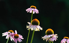 位圖 植物 花朵 寫實(shí)花卉 野花 免費(fèi)素材