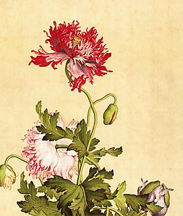 位圖 插畫 植物插畫 藝術(shù)效果 手繪 免費(fèi)素材