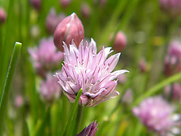 位圖 植物圖案 寫實(shí)花卉 花朵 野花 免費(fèi)素材