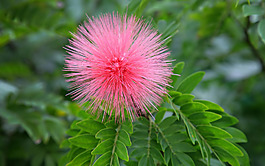 位圖 植物圖案 寫實(shí)花卉 花朵 野花 免費(fèi)素材
