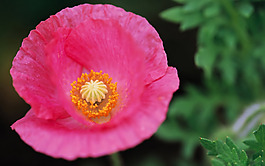 位圖 植物圖案 寫實(shí)花卉 花朵 野花 免費(fèi)素材
