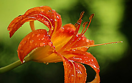 位圖 植物圖案 寫實(shí)花卉 花朵 百合 免費(fèi)素材