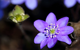 位圖 植物圖案 寫實花卉 花朵 野花 免費素材