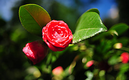 位圖 植物圖案 寫實(shí)花卉 花朵 月季 免費(fèi)素材