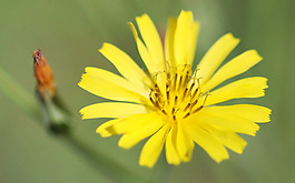 位圖 植物 花朵 寫(xiě)實(shí)花卉 菊花 免費(fèi)素材