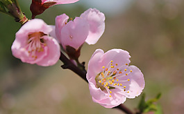 位圖 植物 花朵 寫(xiě)實(shí)花卉 梅花 免費(fèi)素材