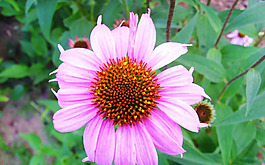 位圖 植物 花朵 寫實(shí)花卉 菊花 免費(fèi)素材