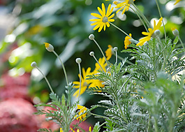 位圖 植物 花朵 寫實(shí)花卉 菊花 免費(fèi)素材