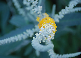 位圖 植物 花朵 寫實(shí)花卉 野花 免費(fèi)素材