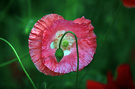 位圖 植物 花朵 寫實(shí)花卉 野花 免費(fèi)素材
