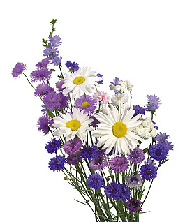 位圖 植物圖案 寫實(shí)花卉 花朵 野花 免費(fèi)素材