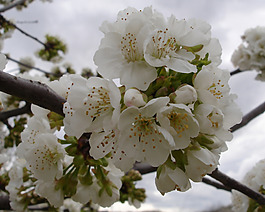 位圖 植物圖案 寫實(shí)花卉 花朵 位圖 免費(fèi)素材