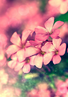 位圖 植物圖案 寫(xiě)實(shí)花卉 花朵 位圖 免費(fèi)素材
