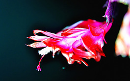 位圖 植物 花朵 寫實(shí)花卉 野花 免費(fèi)素材