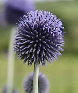 位圖 植物圖案 寫實(shí)花卉 花朵 位圖 免費(fèi)素材