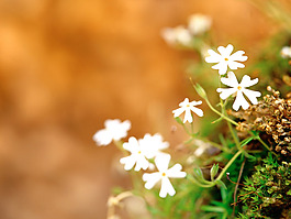 位圖 植物圖案 寫實花卉 花朵 位圖 免費素材