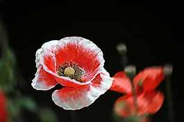 位圖 植物 花朵 寫實(shí)花卉 野花 免費(fèi)素材