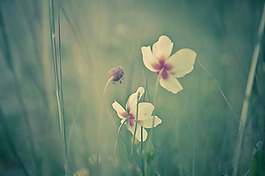 位圖 植物圖案 寫實(shí)花卉 花朵 位圖 免費(fèi)素材