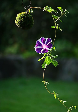 位圖 植物圖案 寫實花卉 花朵 位圖 免費素材