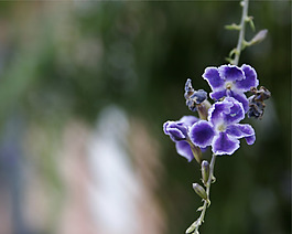 位圖 植物圖案 寫實花卉 花朵 位圖 免費素材