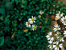 位圖 植物圖案 寫實(shí)花卉 花朵 位圖 免費(fèi)素材