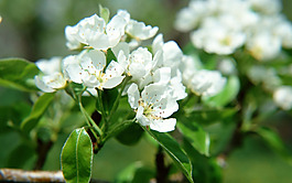 位圖 植物 花朵 寫實花卉 小桃花 免費素材
