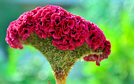 位圖 植物 花朵 寫實花卉 野花 免費素材