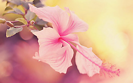位圖 植物 花朵 寫實(shí)花卉 野花 免費(fèi)素材
