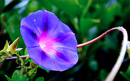 位圖 植物 花朵 寫實(shí)花卉 喇叭花 免費(fèi)素材