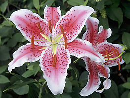 位圖 植物 花朵 寫實花卉 百合 免費素材