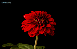 紅花盛開過程實錄
