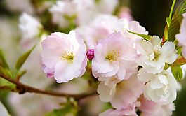 位圖 植物圖案 寫實(shí)花卉 花朵 位圖 免費(fèi)素材