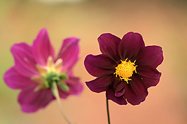 位圖 植物圖案 寫(xiě)實(shí)花卉 花朵 位圖 免費(fèi)素材