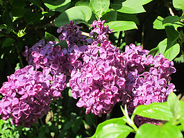 位圖 植物圖案 寫(xiě)實(shí)花卉 花朵 位圖 免費(fèi)素材