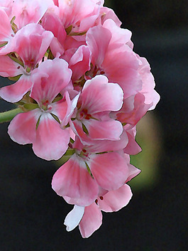 位圖 植物圖案 寫實(shí)花卉 花朵 位圖 免費(fèi)素材
