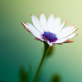 位圖 植物圖案 寫實(shí)花卉 花朵 位圖 免費(fèi)素材