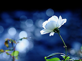 位圖 植物圖案 寫實(shí)花卉 花朵 野花 免費(fèi)素材