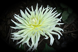 位圖 植物圖案 寫實(shí)花卉 花朵 菊花 免費(fèi)素材