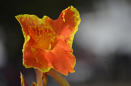位圖 植物圖案 寫實(shí)花卉 花朵 野花 免費(fèi)素材