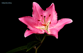 花開過程實錄