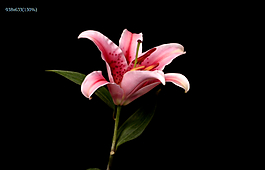 鮮花盛開(kāi)實(shí)拍視頻