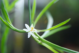 位圖 植物圖案 花朵 寫實花卉 野花 免費素材