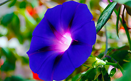 位圖 植物圖案 花朵 寫實(shí)花卉 喇叭花 免費(fèi)素材