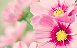 位圖 植物圖案 寫(xiě)實(shí)花卉 花朵 野花 免費(fèi)素材