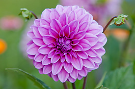 位圖 植物圖案 寫實(shí)花卉 花朵 野花 免費(fèi)素材