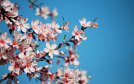 位圖 植物圖案 寫(xiě)實(shí)花卉 花朵 櫻花 免費(fèi)素材