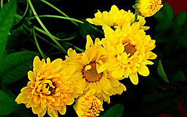 位圖 植物圖案 寫實花卉 花朵 菊花 免費素材