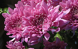 位圖 植物圖案 寫(xiě)實(shí)花卉 花朵 菊花 免費(fèi)素材