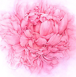 位圖 植物圖案 寫意花卉 花朵 免費(fèi)素材